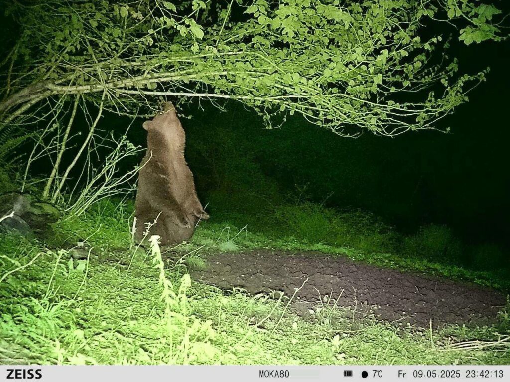 Foto di un orso ripreso da una fototrappola in Lombardia