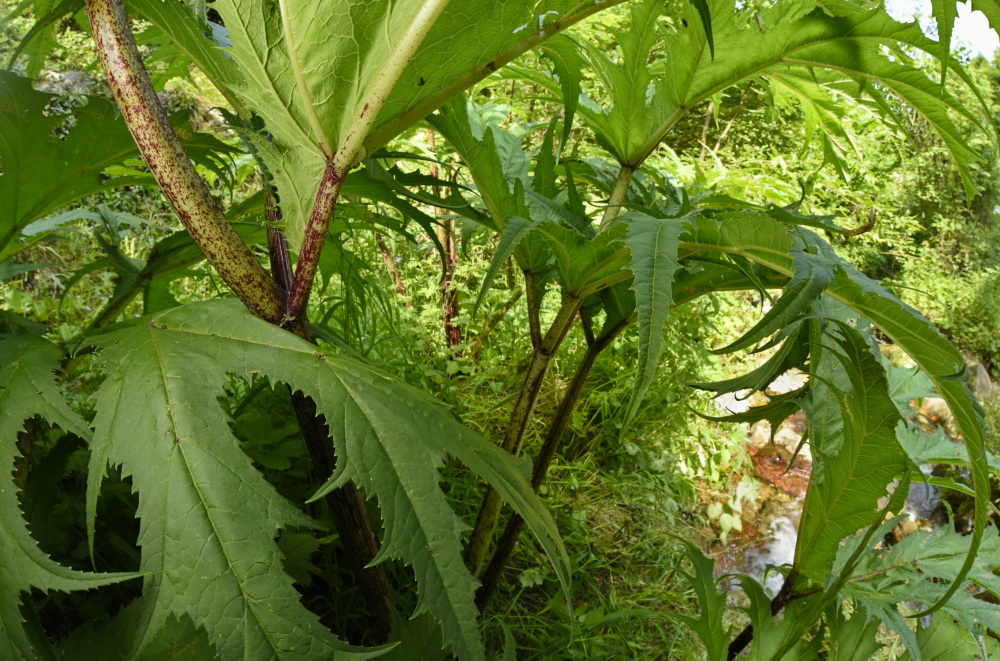 un primo piano di Panace di Mantegazza (Heracleum mantegazzianum)