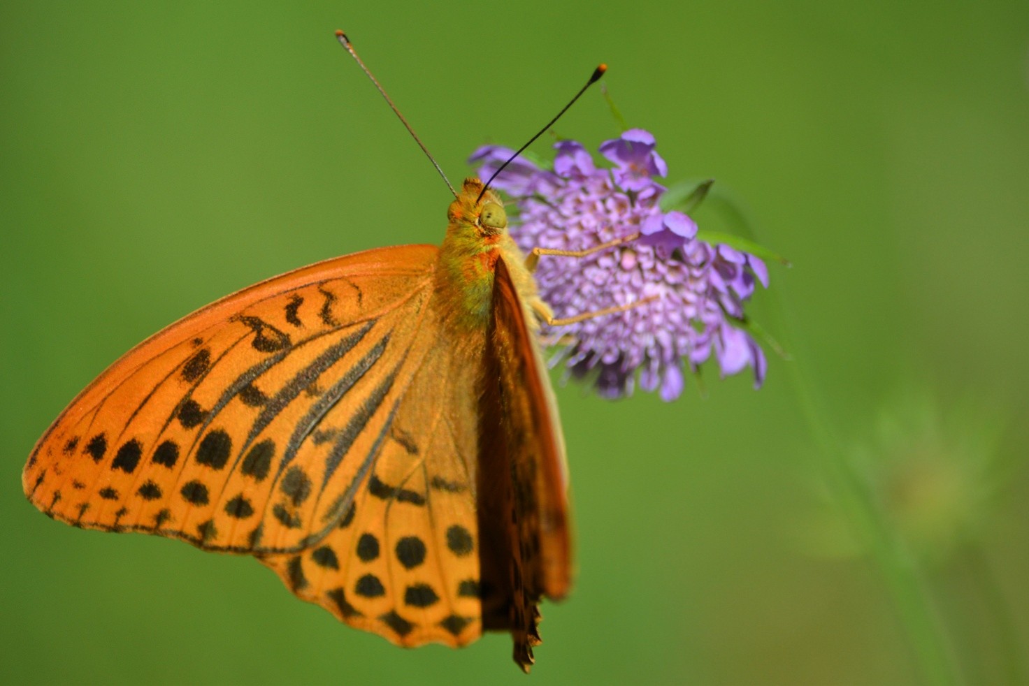 Una farfalla Argynnis paphia. La foto è di Riccardo Falco